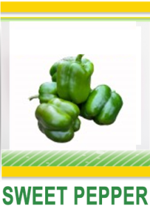 SWEET PEPPER