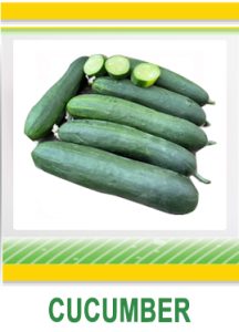 CUCUMBER