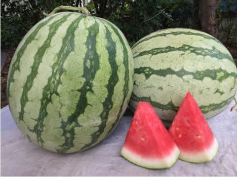 Crops & Segment
Watermelon: Jubilee Seedless แตงโมไร้เมล็ด ผิวเขียวอ่อนลายเขียวเข้มแบบจูบิลี่


Variety Code
GSL 1014

Best uniform oval seedless, crispy firm and sweet taste with red color texture

ให้ผลทรงกลมรีสม่ำเสมอ เนื้อกรอบแน่นและหวานละมุน เนื้อสีแดง