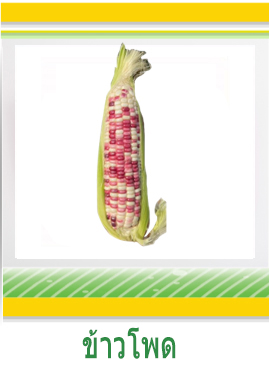 ข้าวโพด