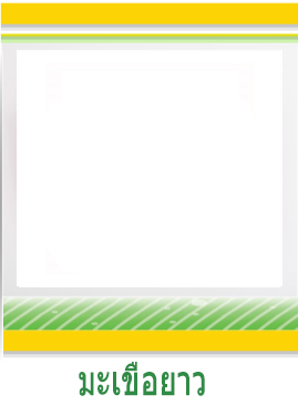 มะเขือยาว