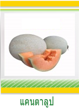 แคนตาลูป